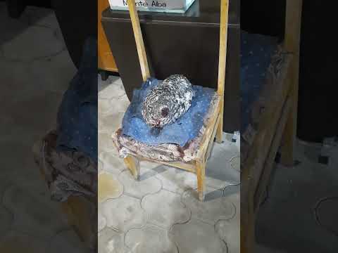 Петух без головы жив сутки! 1 часть