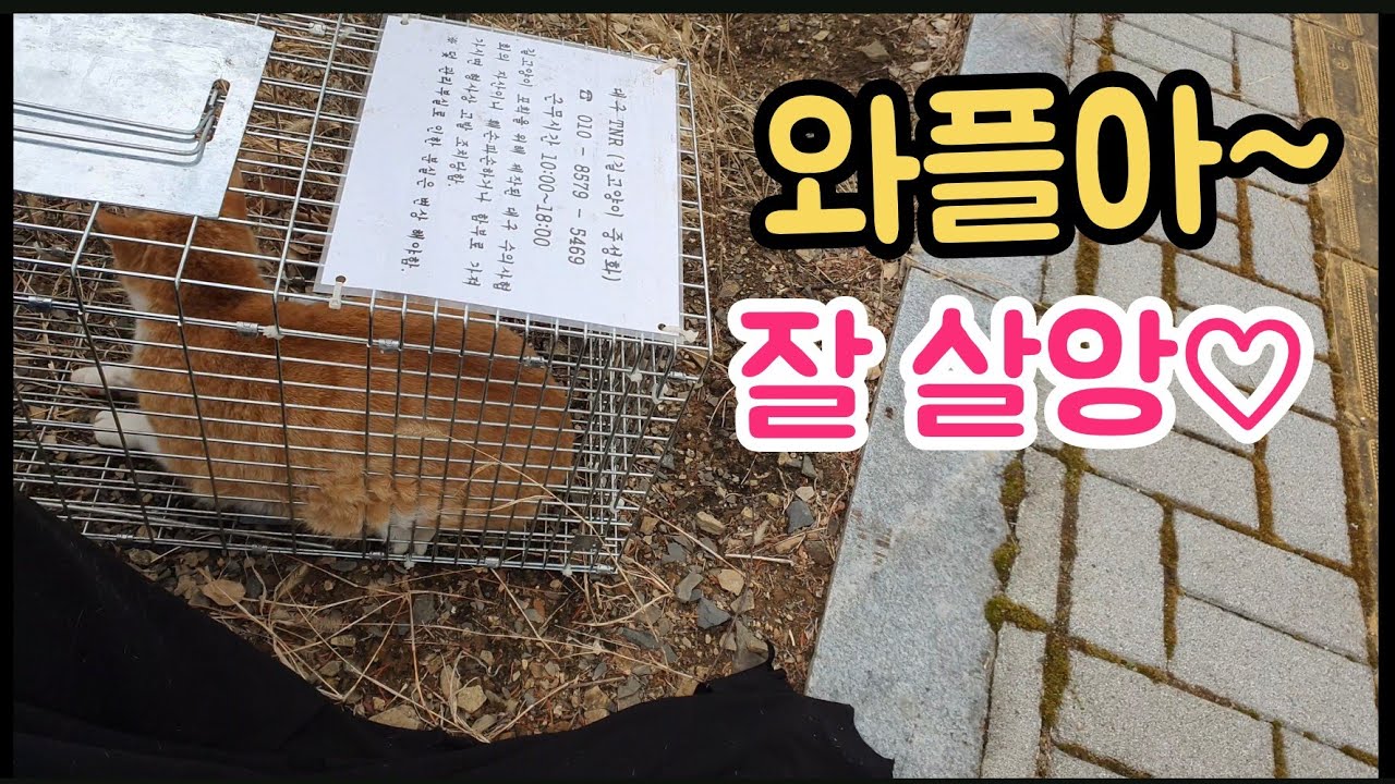 와플아..잘 살아~증말이지 고생 많았다♡