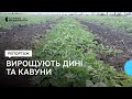 На Кіровоградщині вирощують дині та кавуни