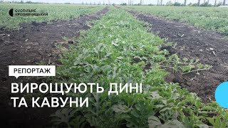 картинка: На Кіровоградщині вирощують дині та кавуни