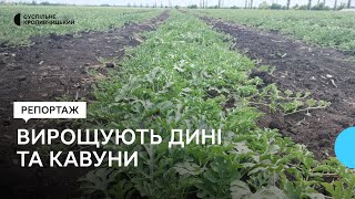 На Кіровоградщині вирощують дині та кавуни