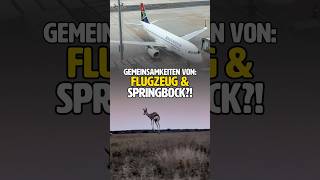 Flugzeug VS. Springbok?!