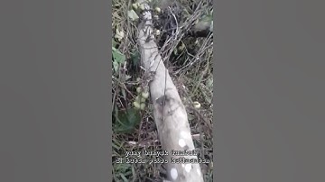 Awas jangan coba Buah khas Kalimantan yg satu ini!?😲 #shorts #2022 #viral #langka #tiktok #fyp #buah