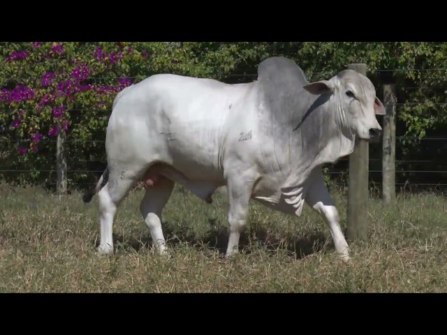 LOTE 18   2525 mp4
