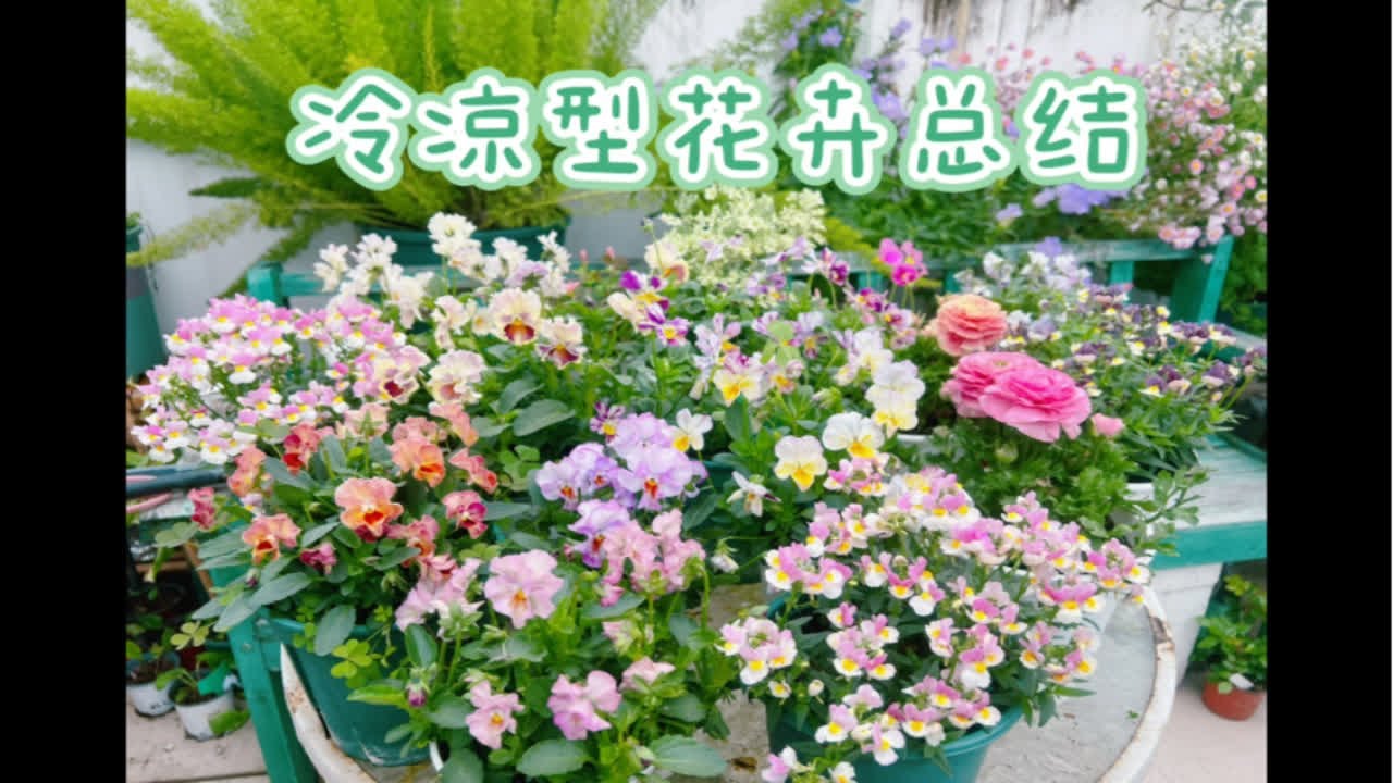 冷凉型花卉总结，特点花期长，容易开爆，病虫害少- YouTube