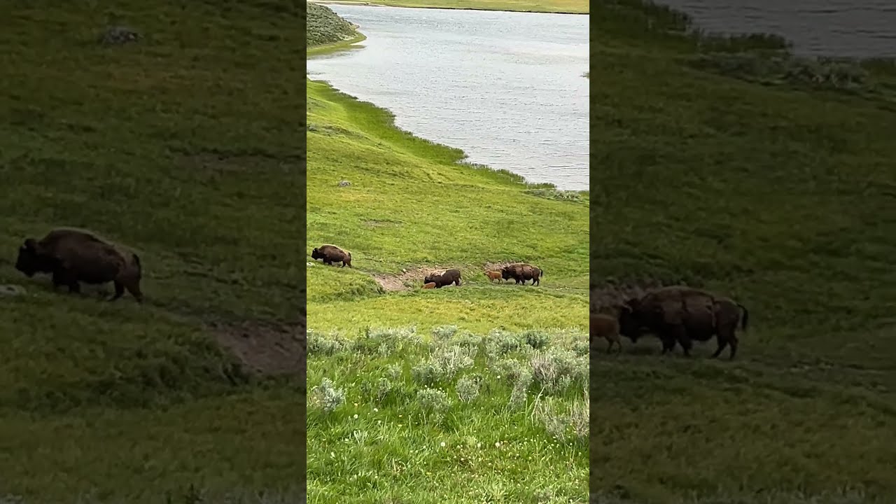 Those bison babies!!!
