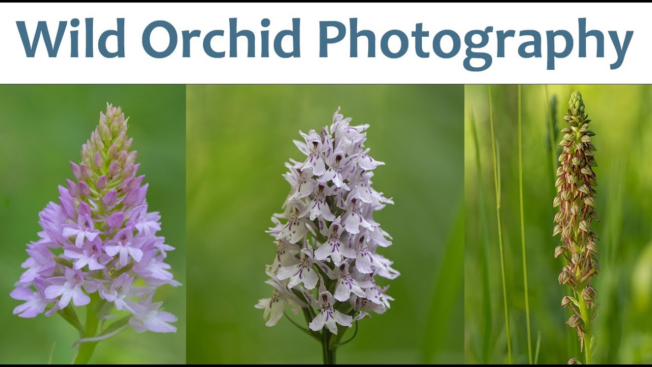 Wild Orchid Macro Photography