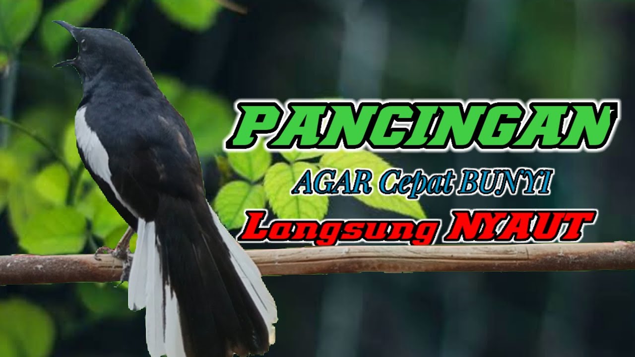 Terapi suara kacer ngeplong ini cocok buat kacer bahan supaya cepat bunyi gacor!