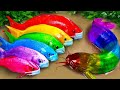 Stop motion ASMR - Catfish hunting Colorful carp koi fish  - 다채로운 잉어물고기 | 거대한 개구리 - 무지개 메기/ 스톱 모션