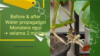 Hasil Water Propagation Monstera Mini Menyelamatkan Tanaman Yang Layu Raphidophora Tetrasperma