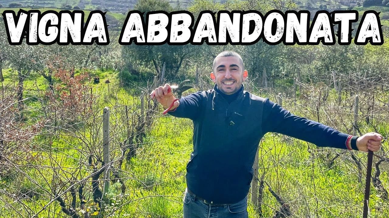 Recupero un vigneto MORTO ☠️