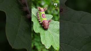 This Beautiful Caterpillar Feels Like Touching Fire.#nature #wildlife #caterpillar #InsectFacts