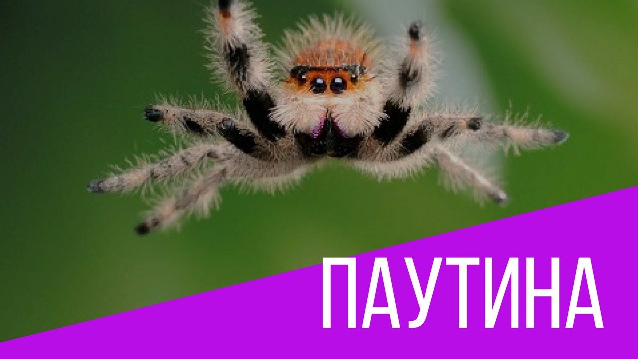 Паутина крепче стали