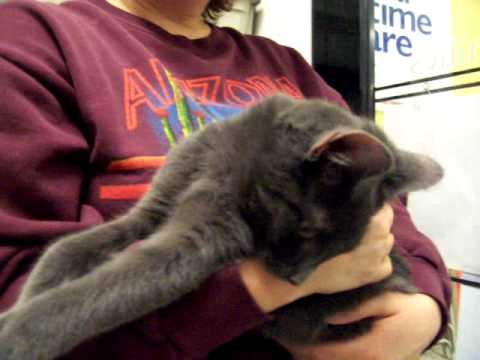 **adopted** Sasha Coal special cat neurological disorder/fractured hip
