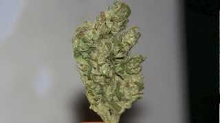 Rotating Dank Bud 1