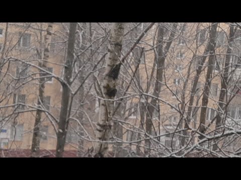 Video: Mengapa Pameran Madu Di Moskow Dapat Dibatalkan