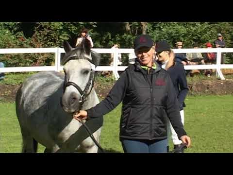 Video: Argentinos Polo Ponių Arklių Veislė Hipoalerginė, Sveikatos Ir Gyvenimo Trukmė