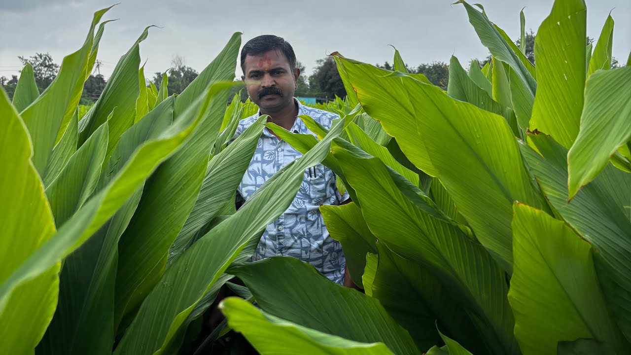 हळद योग्य व्यवस्थापन! शेतशिवार फेरी 