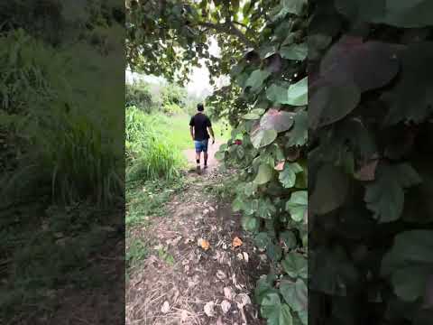2505 Kula Hwy, Kula, HI home video tour