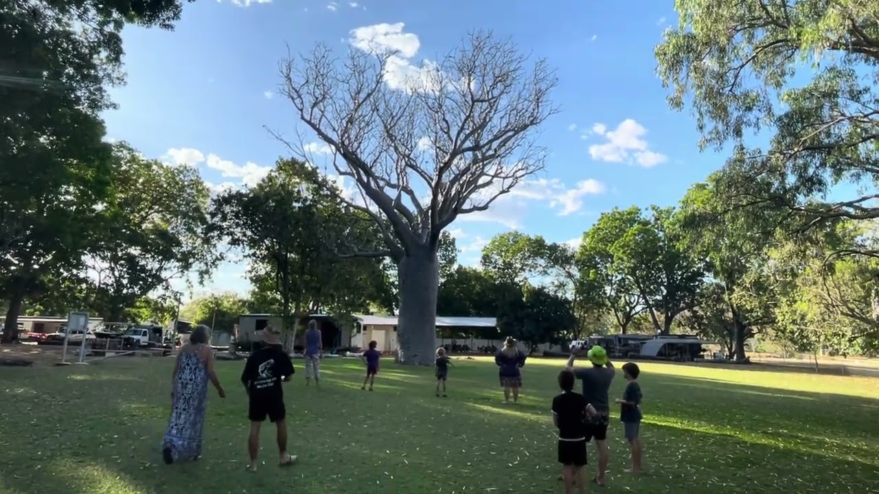 Bird Feeding, Timber Creek Travellers Rest, Timber Creek, Top End, Northern Territory, Australia