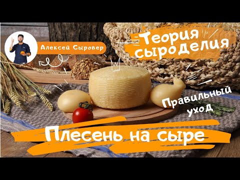 Плесень на сыре. Правильный уход