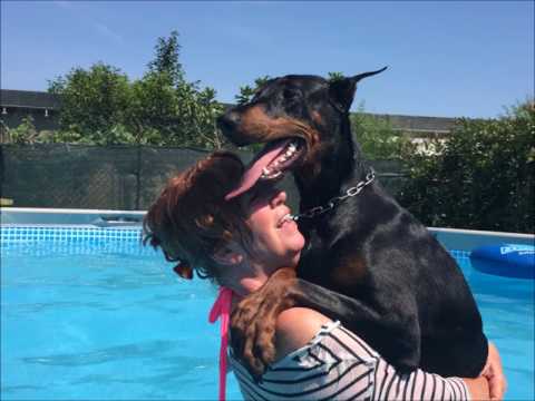 Video: Come Nutrire Un Dobermann?