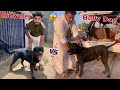 Hmary bully dog max ka rottweiler sy bhot bhra challenge match hogya