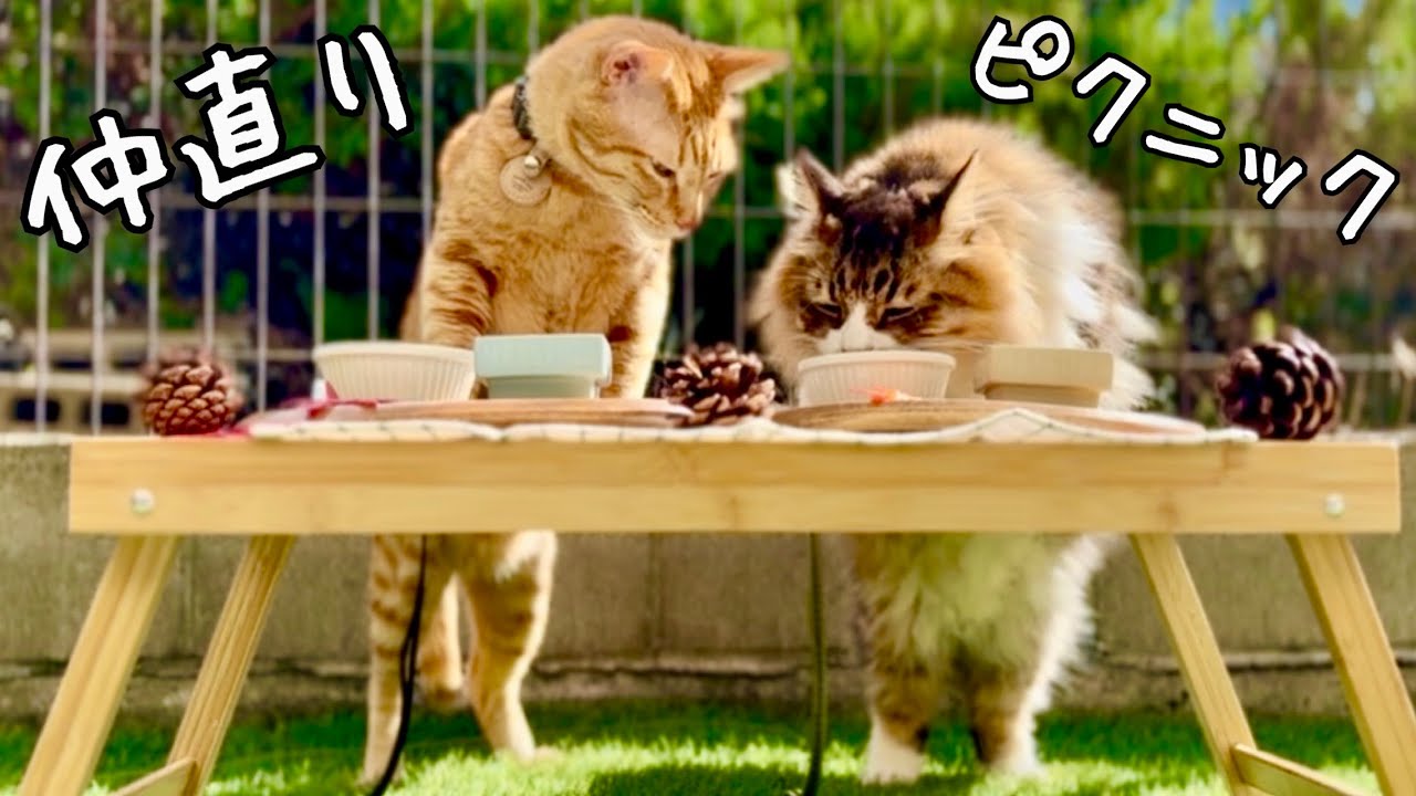 保護猫たちの仲直りピクニック🍂【元野良猫まるとら&ぽこまる】 - YouTube