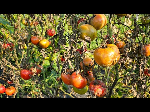 Video: Sun Pride-tomatinformation: Sådan dyrkes Sun Pride-tomatplanter