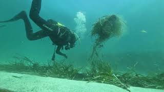 Posidonia milenaria en Mallorca.
