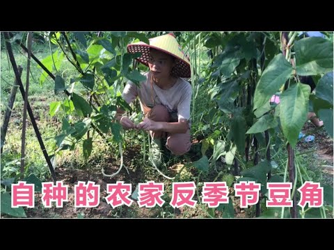 农村90后宝妈摘自种的反季节豆角 嫩的腌制酸豆角 老的爆炒送白粥[广西一帆妈妈】