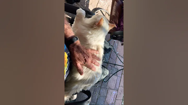 Video 6746631: siberian forest cat, forest cat cute, forest cat big, tiny kitty, baby kitty