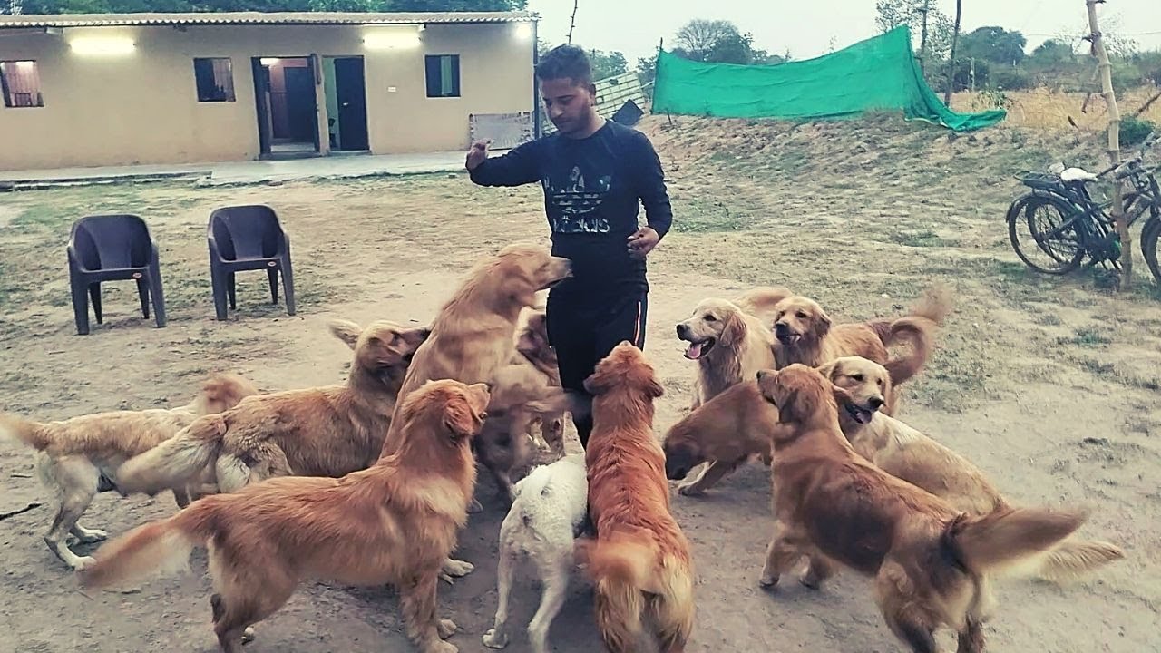 Visit to Golden Retriever Dog Kennel Revas Dog Kennel Golden