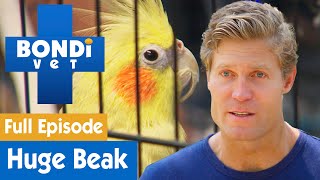 Extremely Long Beak On Cockatiel Keeps Growing Back! | FULL EPISODE | S8E8 | Bondi Vet