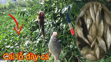 Câu Cá Mè Vinh Đầu Mùa - Trở Lại Bãi Câu Huyền Thoại, Dính Cá Liên Tục | Fishing - Miền Tây