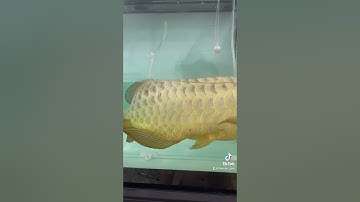 Cách chữa cá rồng ngửa bụng