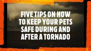 5 TIPS ON KEEPING YOUR PETS SAFE DURING AND AFTER A TORNADO