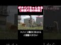 【撮影中事故】保護犬が喧嘩！　予想外の展開に、、、　　#Shorts