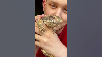 Идем гулять с вараном Кими