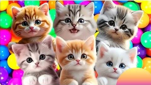 kucing lucu ANAK KUCING MEONG MEONG - kucing meong meong - kucing kawin - KUCING PERSIA LUCU