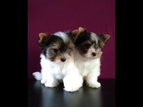 იყიდება ბივერ ტერიერის ლეკვები. ჯიში არის დეკორატიული, ოთახისთვია.  FCG საბუთებით.