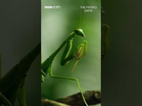 Video: Praying Mantis ձվերը