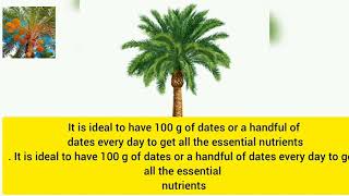 Are dates edible off the tree? How long does it take a date tree to produce fruit?