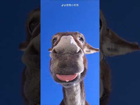 Когда СЛУЧАЙНО Включил ФРОНТАЛКУ #шортс