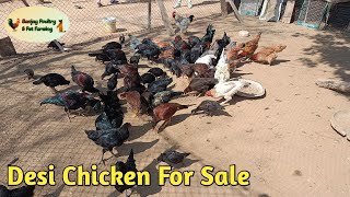 Desi Chicken For Sale in Haryana