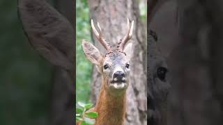 Suara Binatang Rusa Kijang Di Tengah Hutan