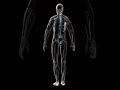 โครงสร้างร่างกายของเราเป็นอย่างไร ? #ร่างกาย #มนุษย์ #โครงสร้าง #humanbody #anatomy #สุขภาพ Mp3 Song