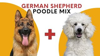 German Shepherd Poodle Mix aka the Shepadoodle