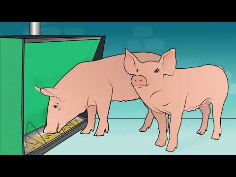 Video: Hoe varkensvoer bereiden?