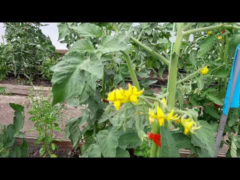 Видео: Ръчно опрашване на домати: Как да опрашваме доматени растения на ръка